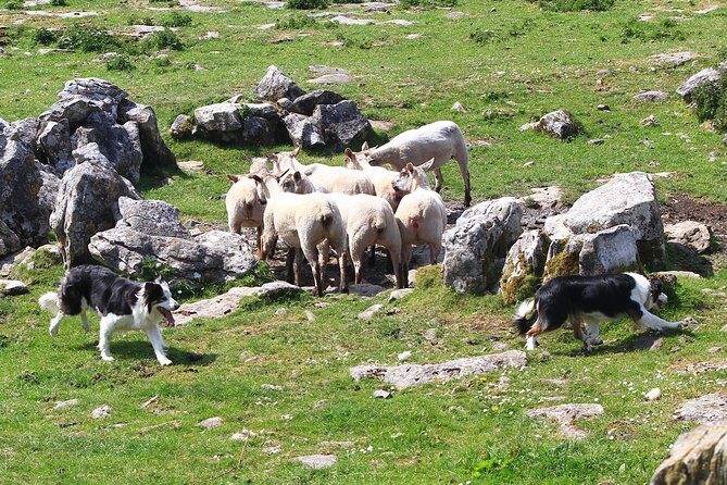 6-Day Magical Southern Explorer Small Group Tour - Conor Pass and the Cliffs of Moher: UNESCO drama with real walking time