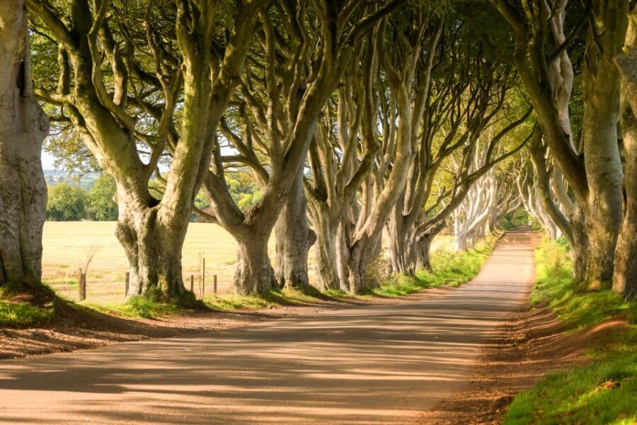 Dublin: Giants Causeway, Dark Hedges, Dunluce & Belfast Tour - Dark Hedges: the beech-tree avenue with myths, pop culture, and mood