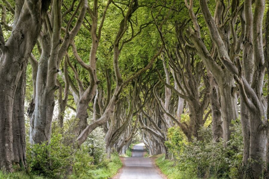 Dublin: Giants Causeway, Dark Hedges, Dunluce & Belfast Tour - Dunluce Castle’s ruined drama: quick stop, great photos, real atmosphere